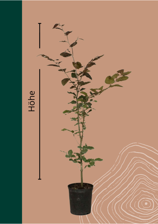 Blutbuche Hecke | Fagus sylvatica 'Atropunicea'