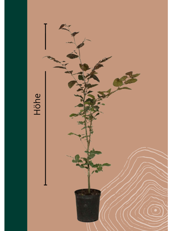 Blutbuche Topf | Fagus sylvatica Atropunicea Blutbuche Topf | Fagus sylvatica Atropunicea