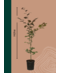 Venovi GmbH Blutbuche Hecke | Fagus sylvatica 'Atropunicea'