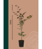 Blutbuche Hecke | Fagus sylvatica 'Atropunicea' Blutbuche Hecke | Fagus sylvatica 'Atropunicea'