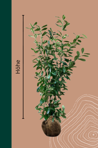 Kirschlorbeer Hecke | Prunus laurocerasus 'Novita'