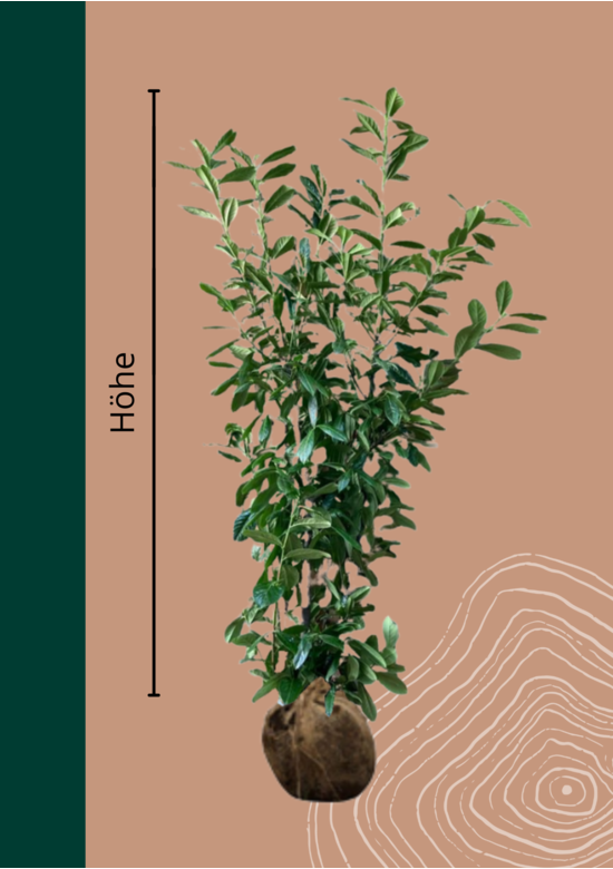 Kirschlorbeer Hecke | Prunus laurocerasus 'Novita'