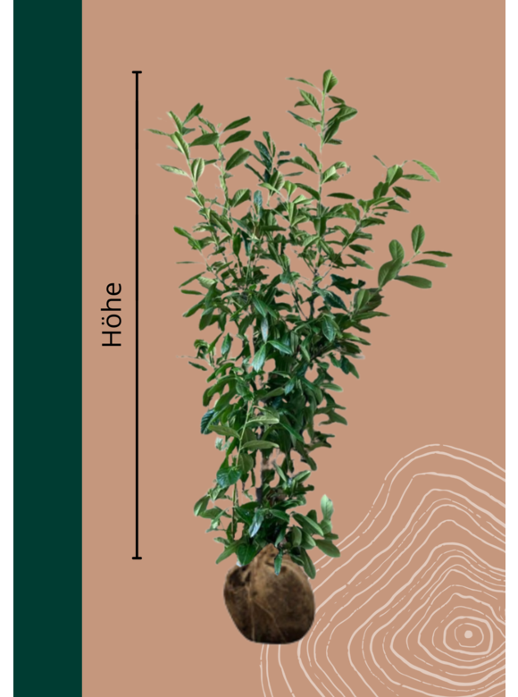 Kirschlorbeer Hecke 'Novita' | Prunus laurocerasus 'Novita' Kirschlorbeer Hecke 'Novita' | Prunus laurocerasus 'Novita'