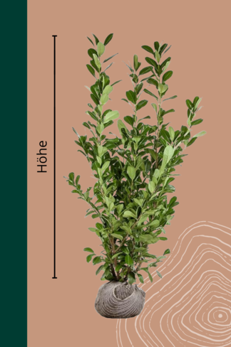 Kaukasischer Kirschlorbeer Hecke | Prunus laurocerasus 'Caucasica' Kaukasischer Kirschlorbeer Hecke | Prunus laurocerasus 'Caucasica'