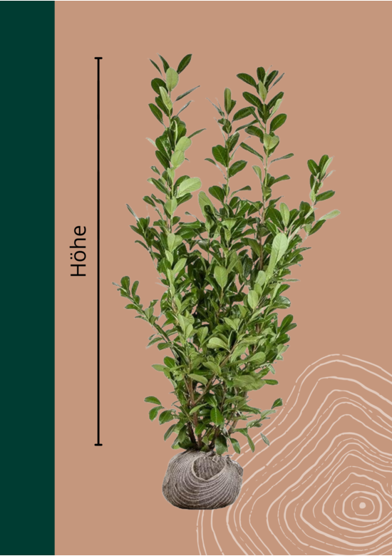 Kaukasischer Kirschlorbeer Hecke | Prunus laurocerasus 'Caucasica'