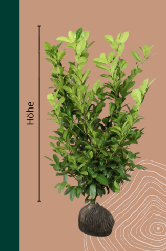 Kirschlorbeer Hecke | Prunus laurocerasus 'Rotundifolia'