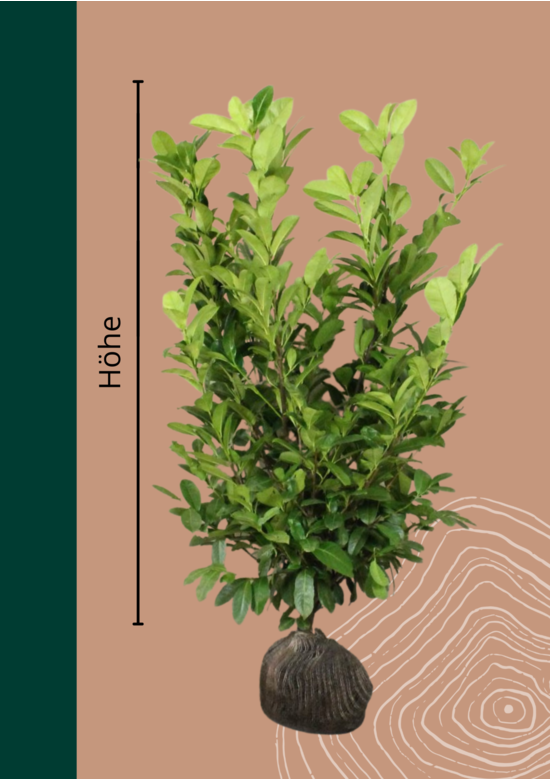 Kirschlorbeer Hecke | Prunus laurocerasus 'Rotundifolia'
