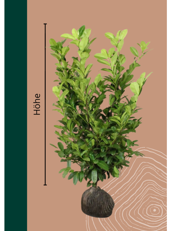 Kirschlorbeer Hecke 'Rotundifolia' | Prunus laurocerasus 'Rotundifolia' Kirschlorbeer Hecke 'Rotundifolia' | Prunus laurocerasus 'Rotundifolia'