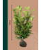 Venovi GmbH Kirschlorbeer Hecke | Prunus laurocerasus 'Rotundifolia'