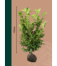 Kirschlorbeer Hecke | Prunus laurocerasus 'Rotundifolia'