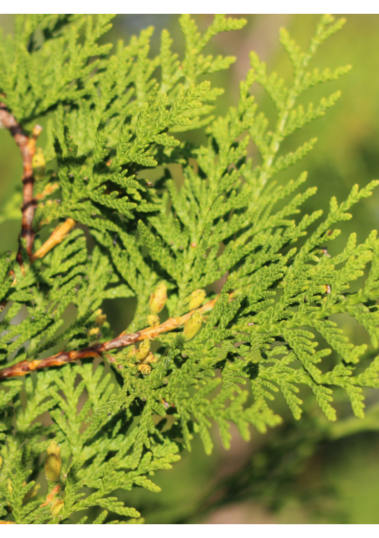 Lebensbaum Hecke 'Brabant' | Thuja occidentalis 'Brabant'