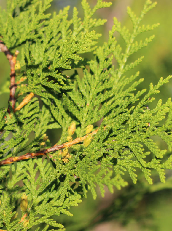Lebensbaum 'Brabant' | Thuja occidentalis 'Brabant' Lebensbaum 'Brabant' | Thuja occidentalis 'Brabant'