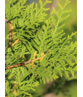 Lebensbaum Hecke 'Brabant' | Thuja occidentalis 'Brabant'