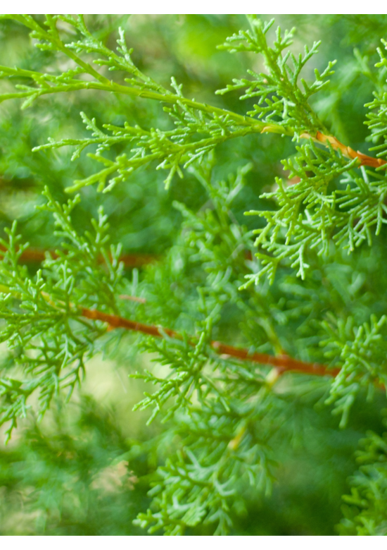 Leyland-Zypresse Hecke | Cupressocyparis 'Leylandii'