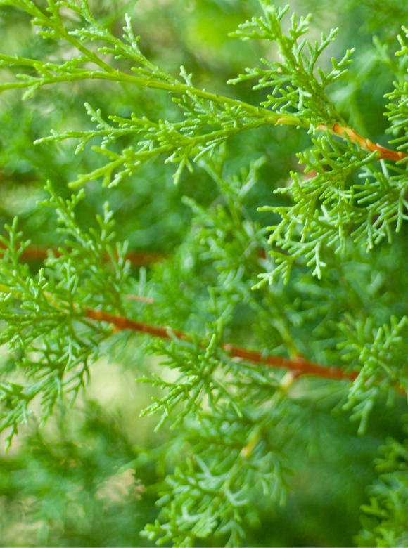 Leyland-Zypresse | Cupressocyparis 'Leylandii' Leyland-Zypresse | Cupressocyparis 'Leylandii'