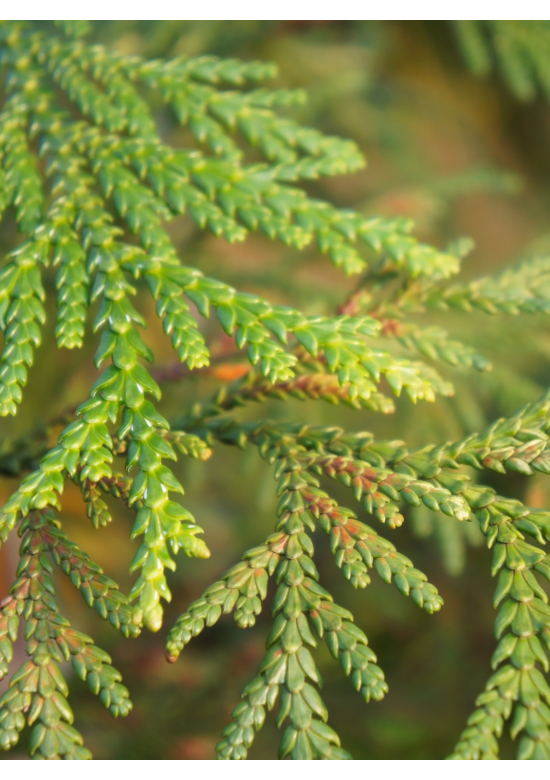 Lebensbaum Hecke 'Atrovirens' | Thuja plicata 'Atrovirens'