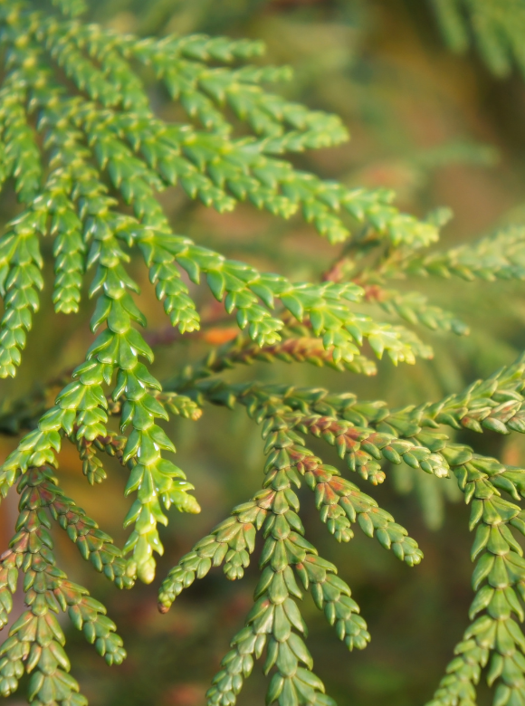 Lebensbaum Ballenware 'Atrovirens' | Thuja plicata 'Atrovirens' Lebensbaum Ballenware 'Atrovirens' | Thuja plicata 'Atrovirens'