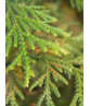 Lebensbaum Hecke 'Atrovirens' | Thuja plicata 'Atrovirens'
