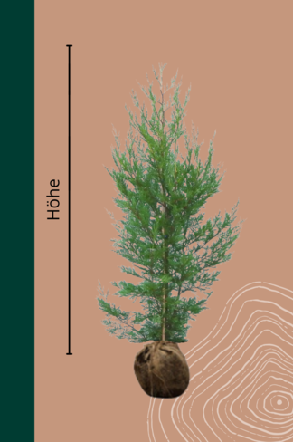 Leyland-Zypresse Hecke | Cupressocyparis 'Leylandii'