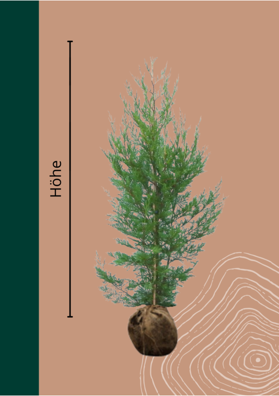 Leyland-Zypresse Hecke | Cupressocyparis 'Leylandii'