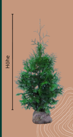 Thuja hecken kaufen? Frisch vom Zchter - Venovi