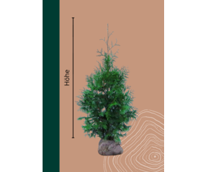 thuja smaragd preis Thuja Smaragd kaufen main image 0