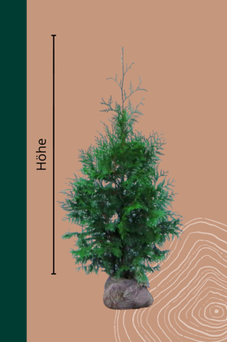Lebensbaum Hecke | Thuja plicata 'Atrovirens' Lebensbaum Hecke | Thuja plicata 'Atrovirens'