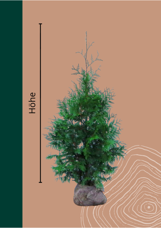 Lebensbaum Hecke 'Atrovirens' | Thuja plicata 'Atrovirens'