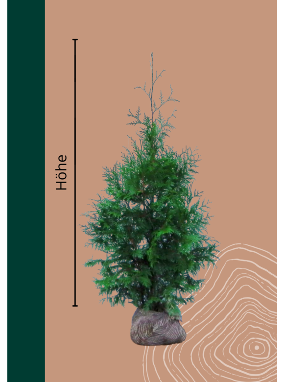 Lebensbaum Ballenware 'Atrovirens' | Thuja plicata 'Atrovirens' Lebensbaum Ballenware 'Atrovirens' | Thuja plicata 'Atrovirens'