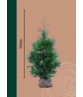 Lebensbaum Hecke 'Atrovirens' | Thuja plicata 'Atrovirens'