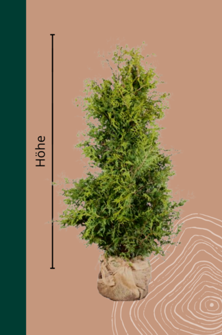 Lebensbaum Hecke | Thuja occidentalis 'Brabant' Lebensbaum Hecke | Thuja occidentalis 'Brabant'