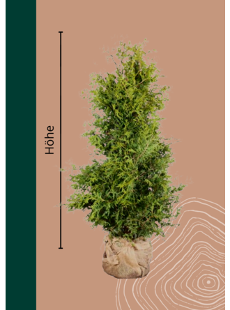 Lebensbaum Hecke Thuja 'Brabant' kaufen? | Mit Wachstumsgarantie - Venovi