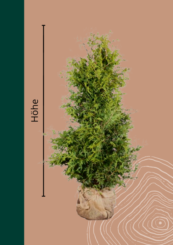 Lebensbaum Hecke Thuja 'Brabant' kaufen? | Mit Wachstumsgarantie - Venovi