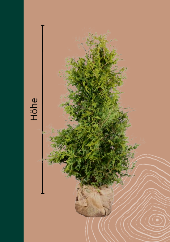 Lebensbaum Hecke | Thuja occidentalis 'Brabant'