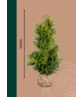 Lebensbaum Hecke 'Brabant' | Thuja occidentalis 'Brabant'