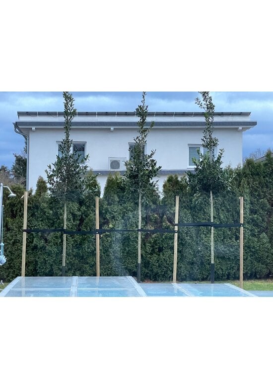 Ilex Baum Nellie R.Stevens | Ilex mutchagara 'Nellie R.Stevens'