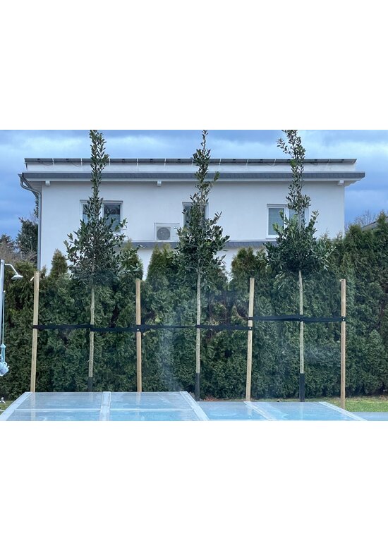 Ilex Baum Nellie R.Stevens | Ilex mutchagara 'Nellie R.Stevens'