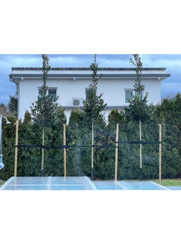 Stechpalme 'Nellie R.Stevens' | Ilex mutchagara 'Nellie R.Stevens' Stechpalme 'Nellie R.Stevens' | Ilex mutchagara 'Nellie R.Stevens'