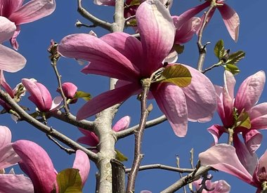 Magnolienbäume