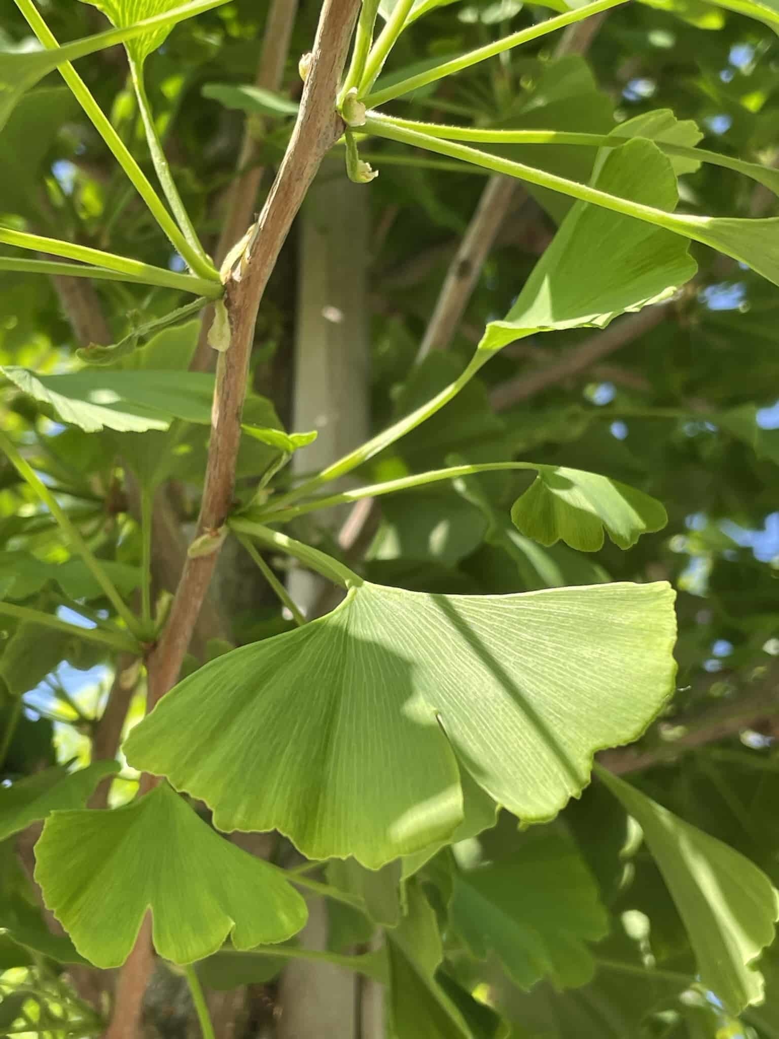 Ginkgobaum kaufen? Finde den Ginkgobaum, der zu dir passt! Venovi