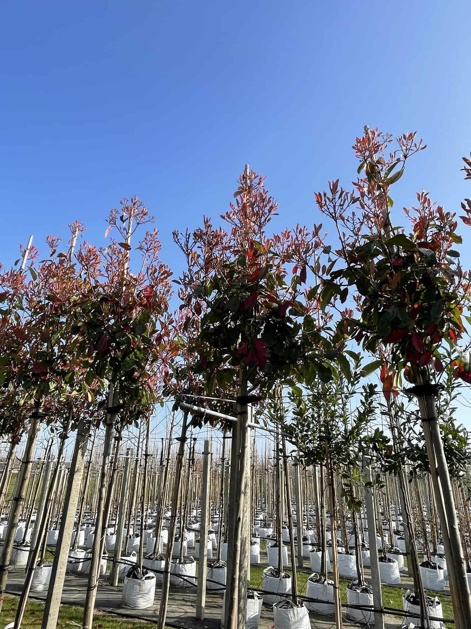 Glanzmispel hochstamm Glanzmispel hochstamm