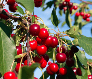 Kirschbaum Kirschbaum