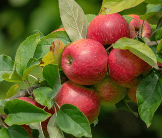apfelbäume hochstamm kaufen