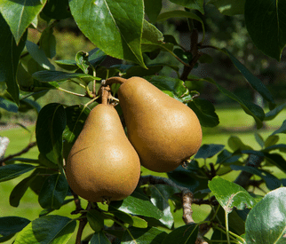 Birnenbaum als Hochstamm Birnenbaum als Hochstamm