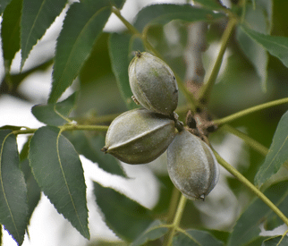 Pecannuss baum Pecannuss baum
