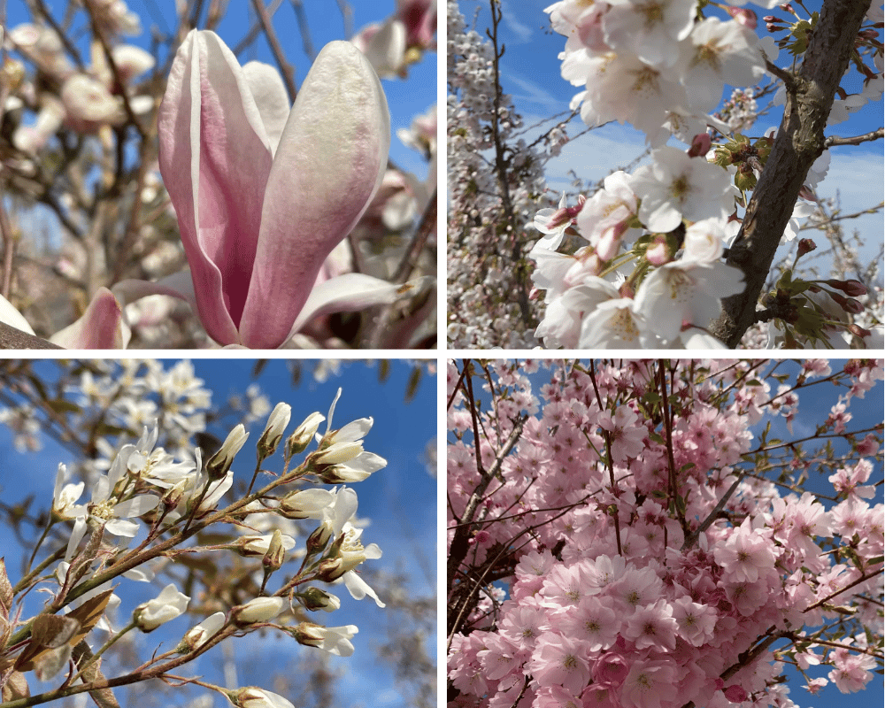 Top 10 Meistverkauften  Zierbäume