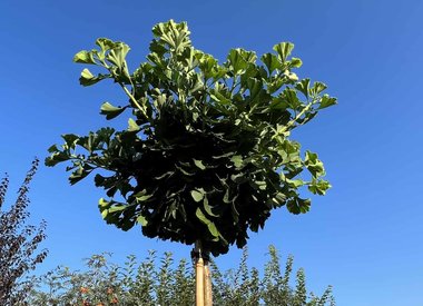 Ginkgo kugelbaum