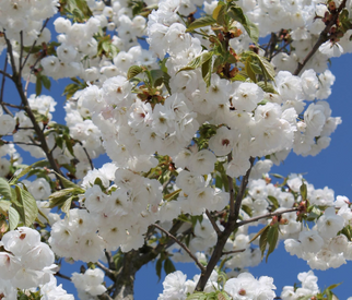Bäume mit weißen Blüten