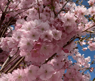Baum mit rosa Blüten