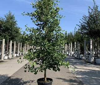 Säulen Ginkgo Säulen Ginkgo
